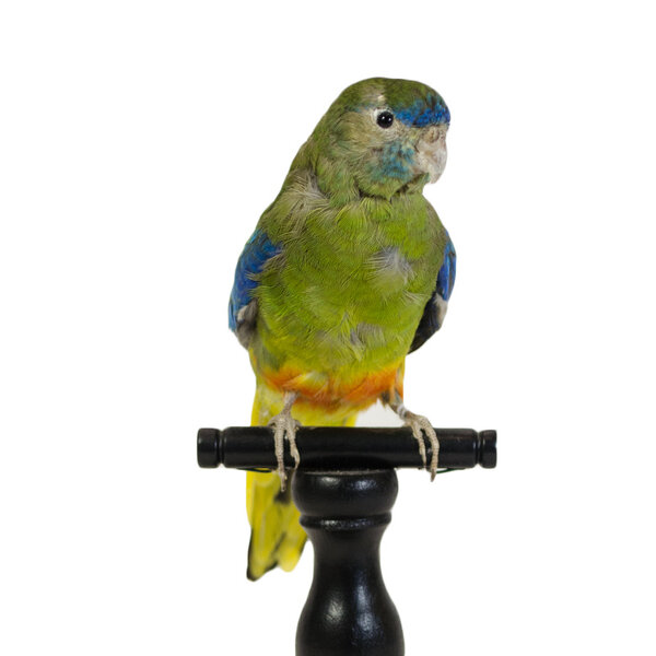 Mounted Elegant parrot