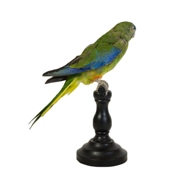 Mounted Elegant parrot