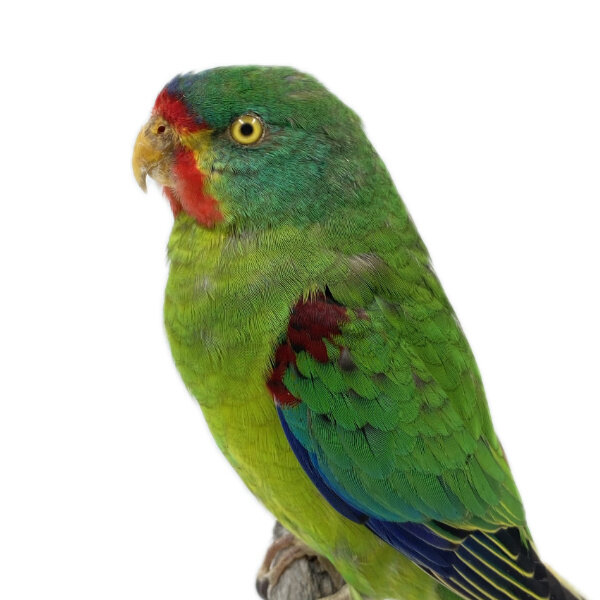 Opgezette Swiftparkiet