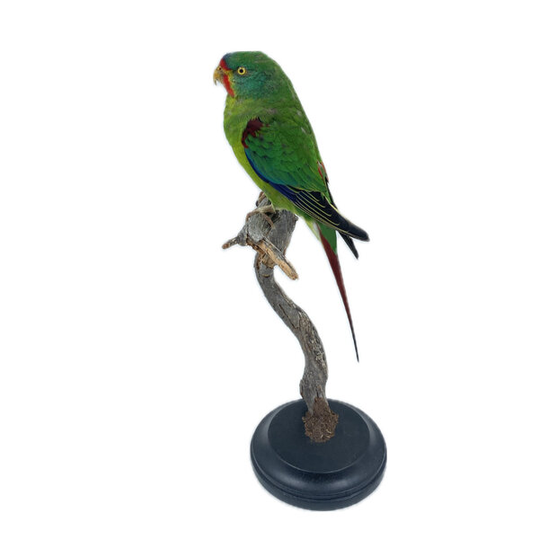 Präparat Mauersittich