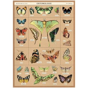 School poster - Butterflies (B)