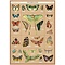 School poster - Butterflies (B)