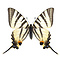 Iphiclides podalirius- Segelfalter unvorbereitet