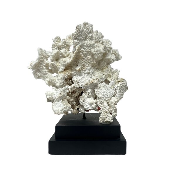 Pachyserus Rugosa Koralle (B)