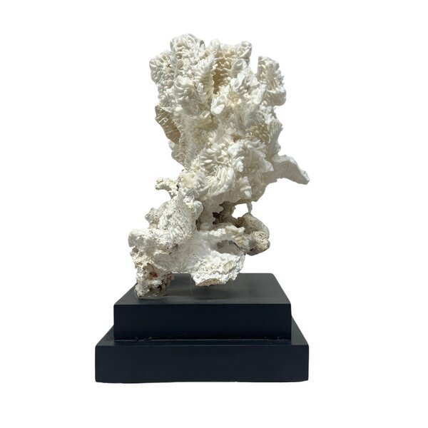 Pachyserus Rugosa Koralle (B)