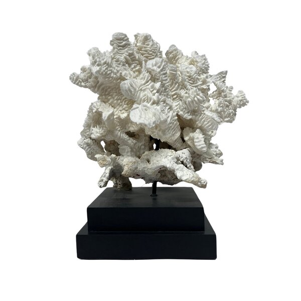 Pachyserus Rugosa Koralle (B)