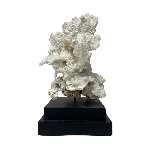 Pachyserus Rugosa Coral (B)