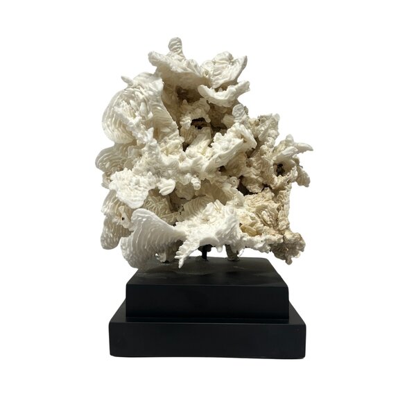 Pachyserus Rugosa Koralle (C)