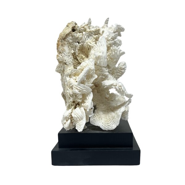 Pachyserus Rugosa Coral (C)