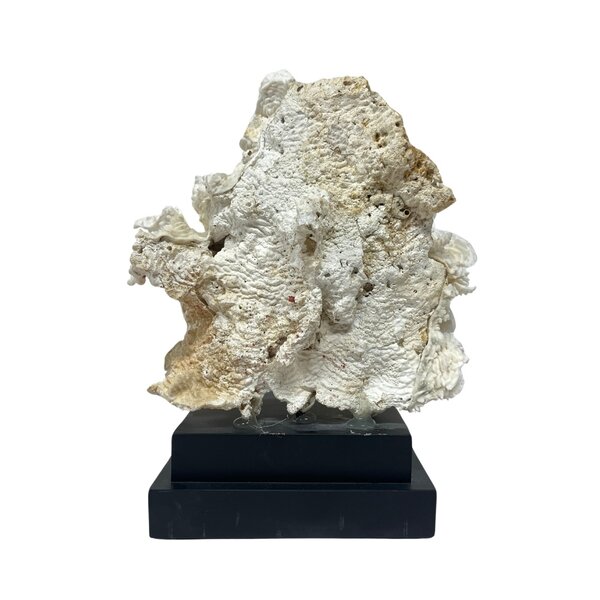 Pachyserus Rugosa Koralle (C)