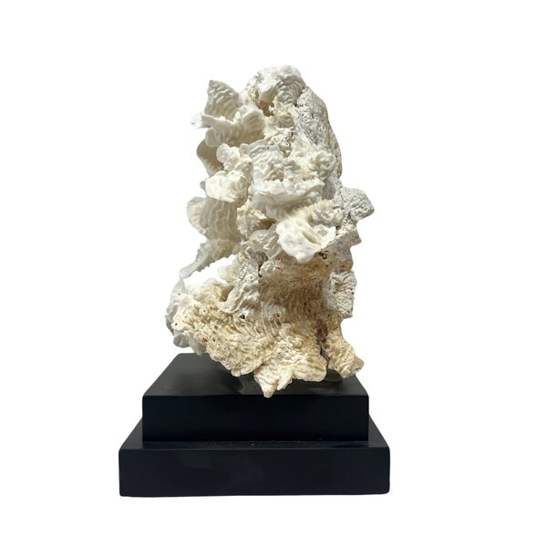 Pachyserus Rugosa Koralle (C)