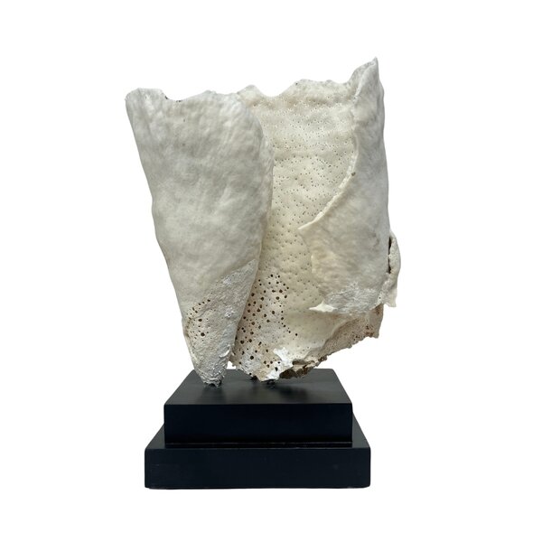 Turbinaria Reniformis Koralle (B)