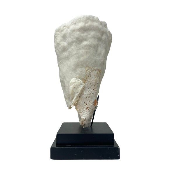 Turbinaria Reniformis Koraal (B)