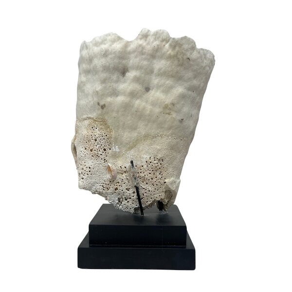 Turbinaria Reniformis Koralle (B)