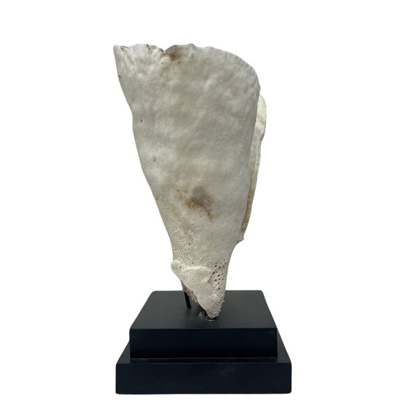 Turbinaria Reniformis Koralle (B)