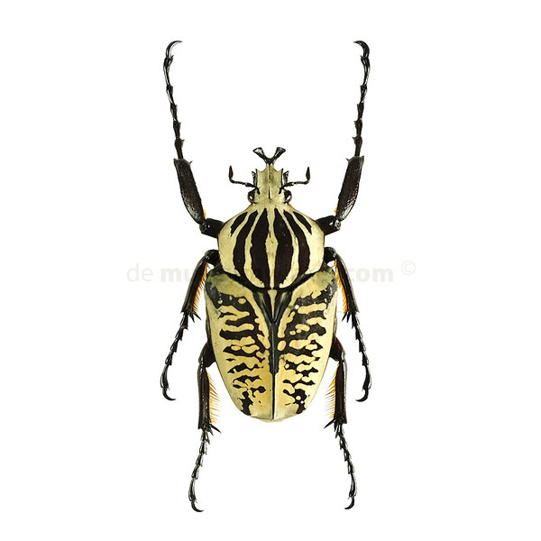 Goliathus orientalis (man) Klein