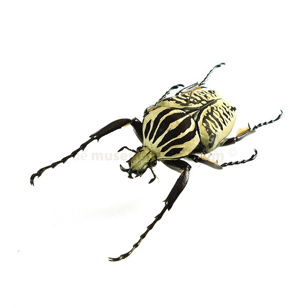 Goliathus orientalis (man) Klein