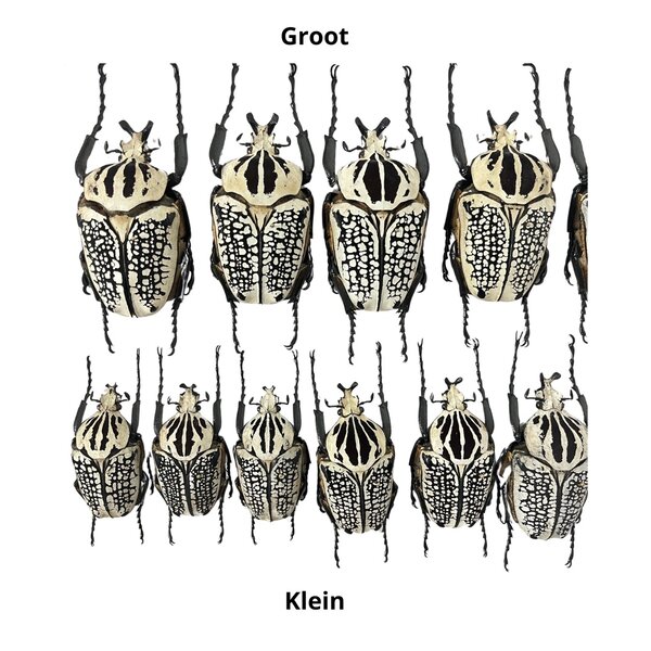 Goliathus orientalis (man) Klein