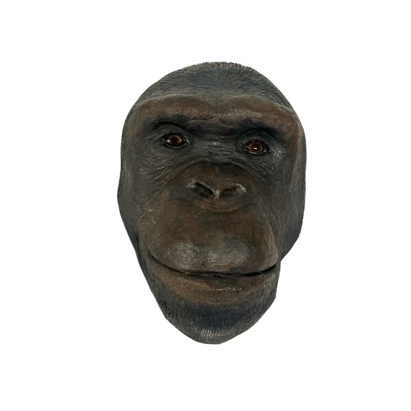 chimpansee head