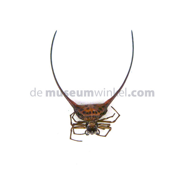Macracantha arcuata - curved spiny spider dried / papered