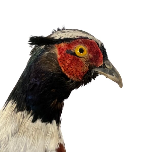 Mounted common pheasant ♂ (B - wall mounting looking right)