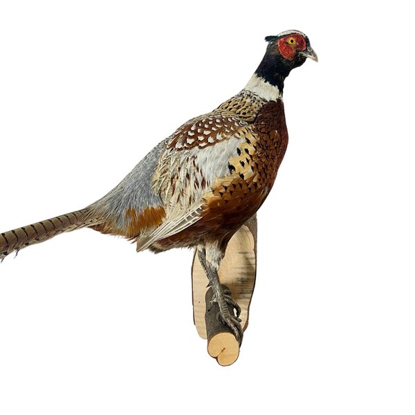 Mounted common pheasant ♂ (B - wall mounting looking right)