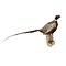 Ausgestopfter Fasan ♂ (B - Wandmontage nach rechts schauen)