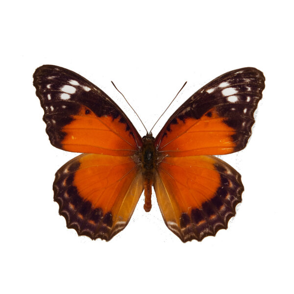 Cethosia cydippe damasippe - onderkant