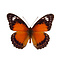 Cethosia cydippe damasippe - underside
