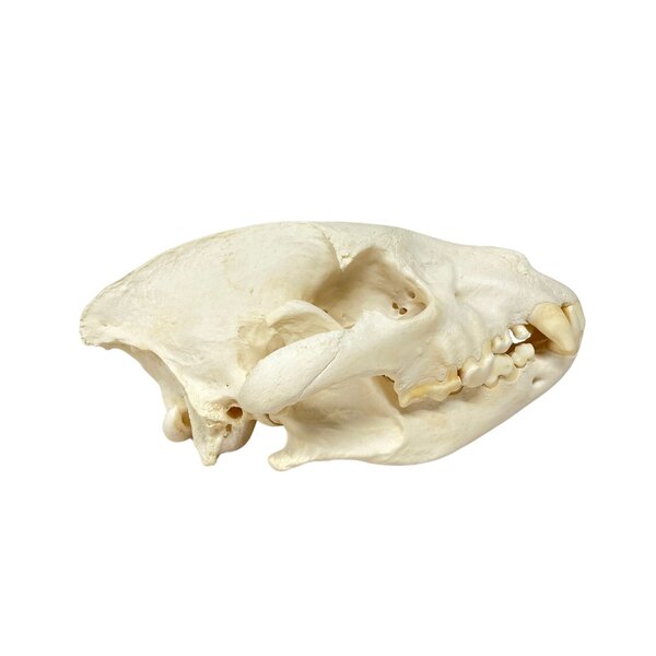 Skull Brown Hyena