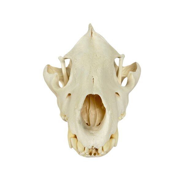 Schädel Schabrackenhyäne