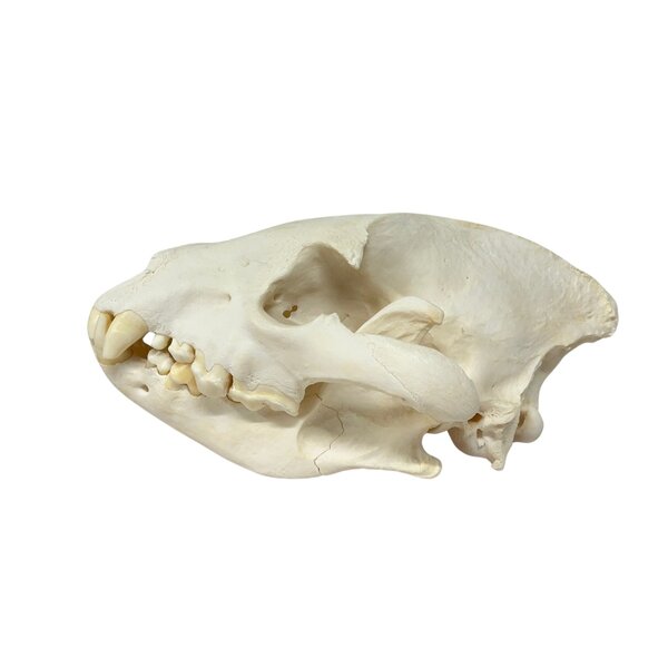 Skull Brown Hyena