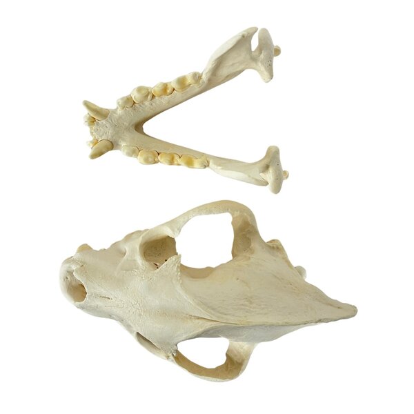 Schädel Schabrackenhyäne