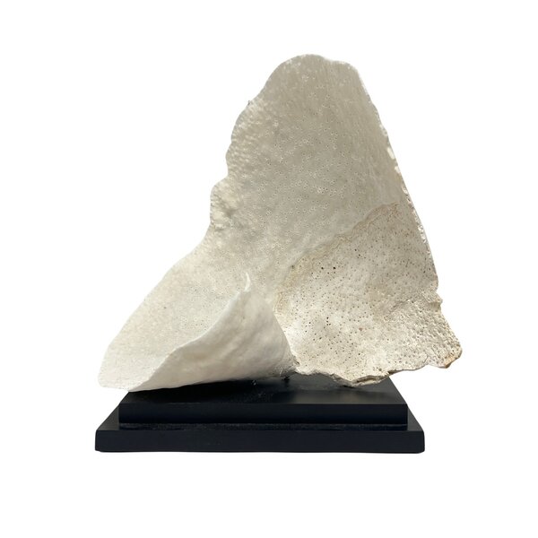 Turbinaria Reniformis Coral (A)