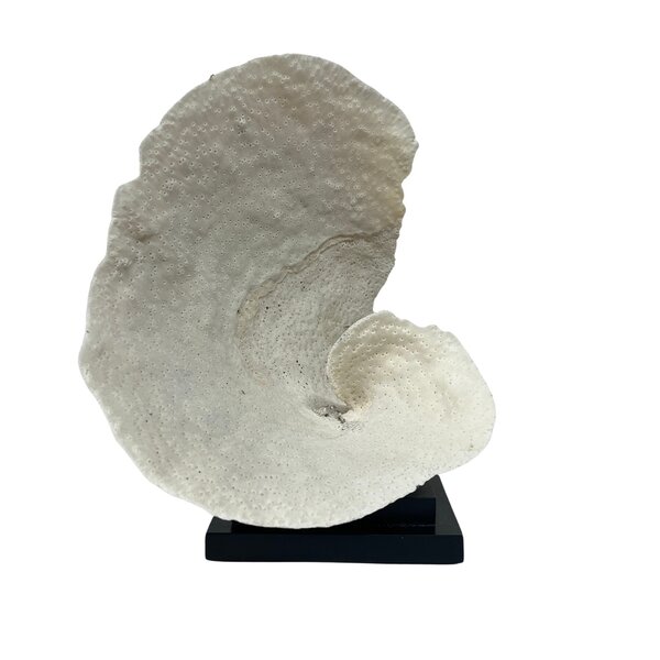 Turbinaria Reniformis Coral (A)