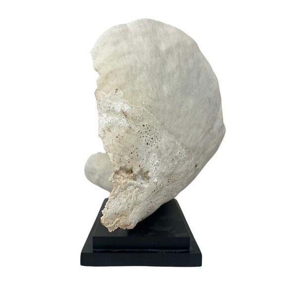 Turbinaria Reniformis Coral (A)