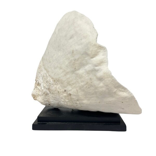 Turbinaria Reniformis Koraal (A)