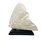 Turbinaria Reniformis Coral (A)