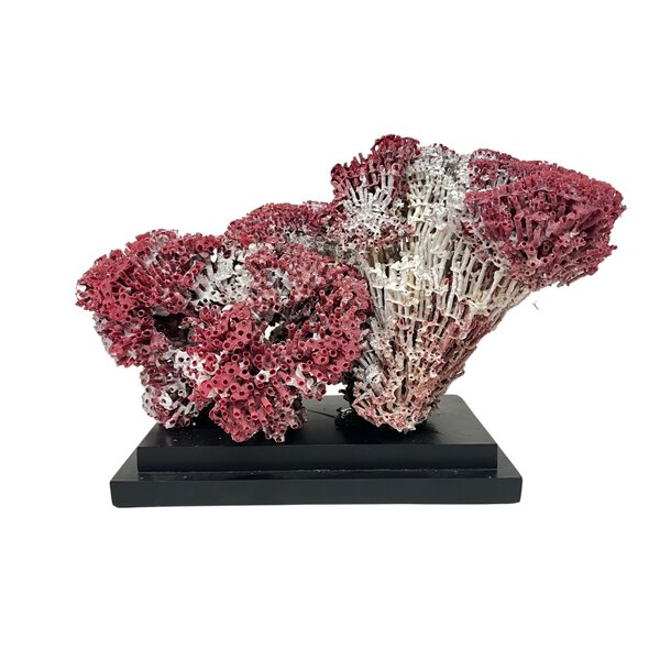 Organ pipe coral on elegant base (D)