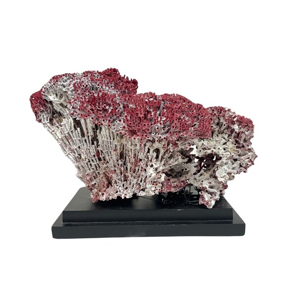 Organ pipe coral on elegant base (D)