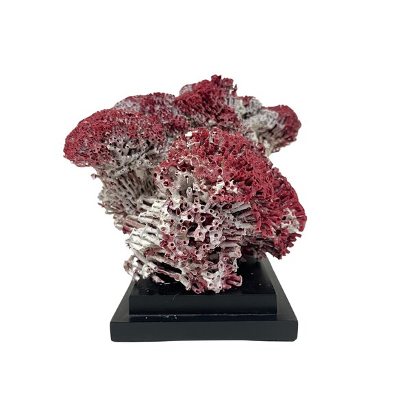 Organ pipe coral on elegant base (D)