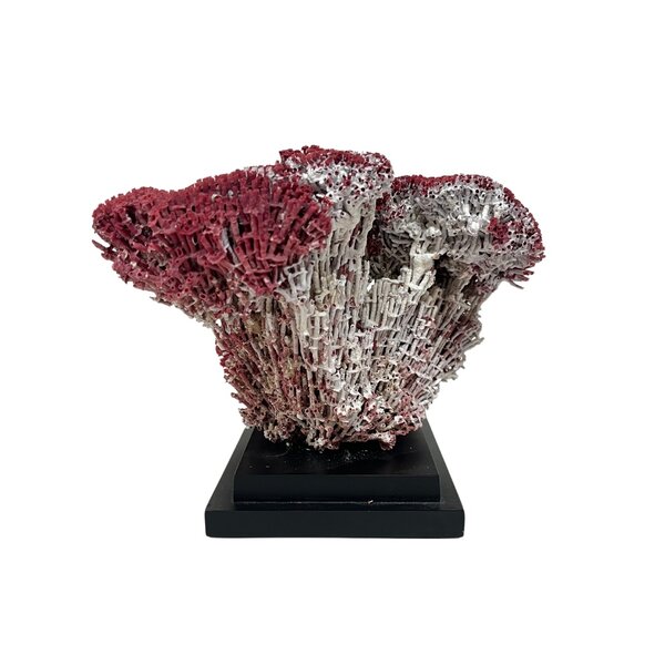 Organ pipe coral on elegant base (D)