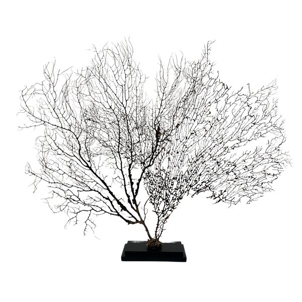 Zeewaaier op houten voet (B)