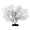 Sea fan on wooden base (B)