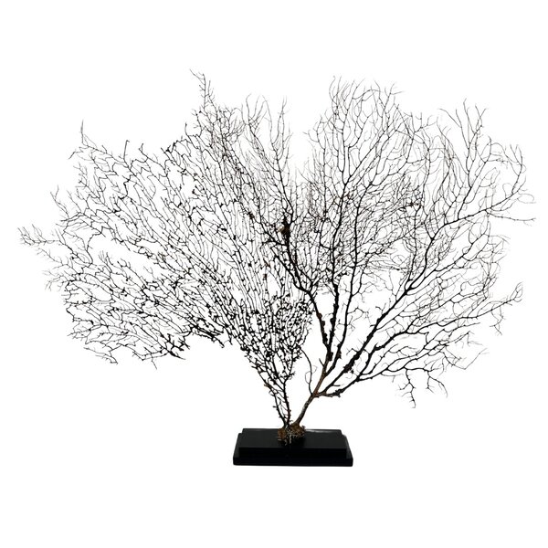Sea fan on wooden base (B)
