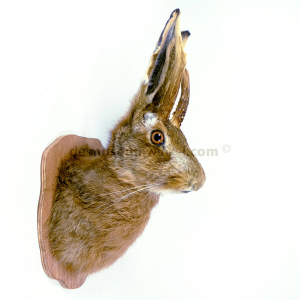 Opgezette knertje (fantasie)