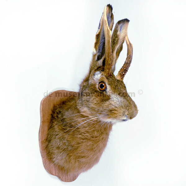 Opgezette knertje (fantasie)