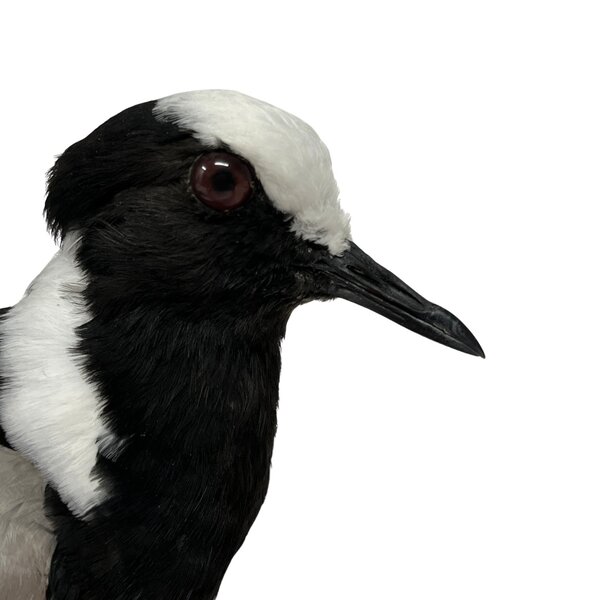 Mounted Blacksmith lapwing