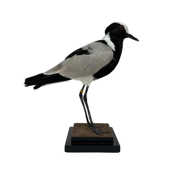 Mounted Blacksmith lapwing