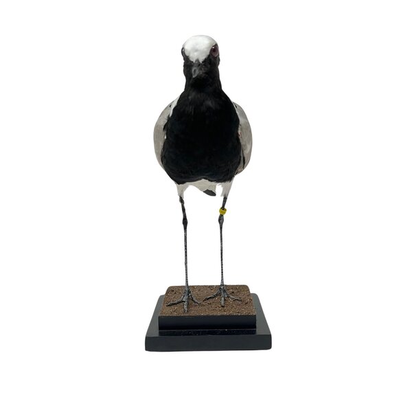 Opgezette Smidsplevier